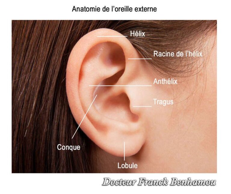 Anatomie de l'oreille pour otoplastie